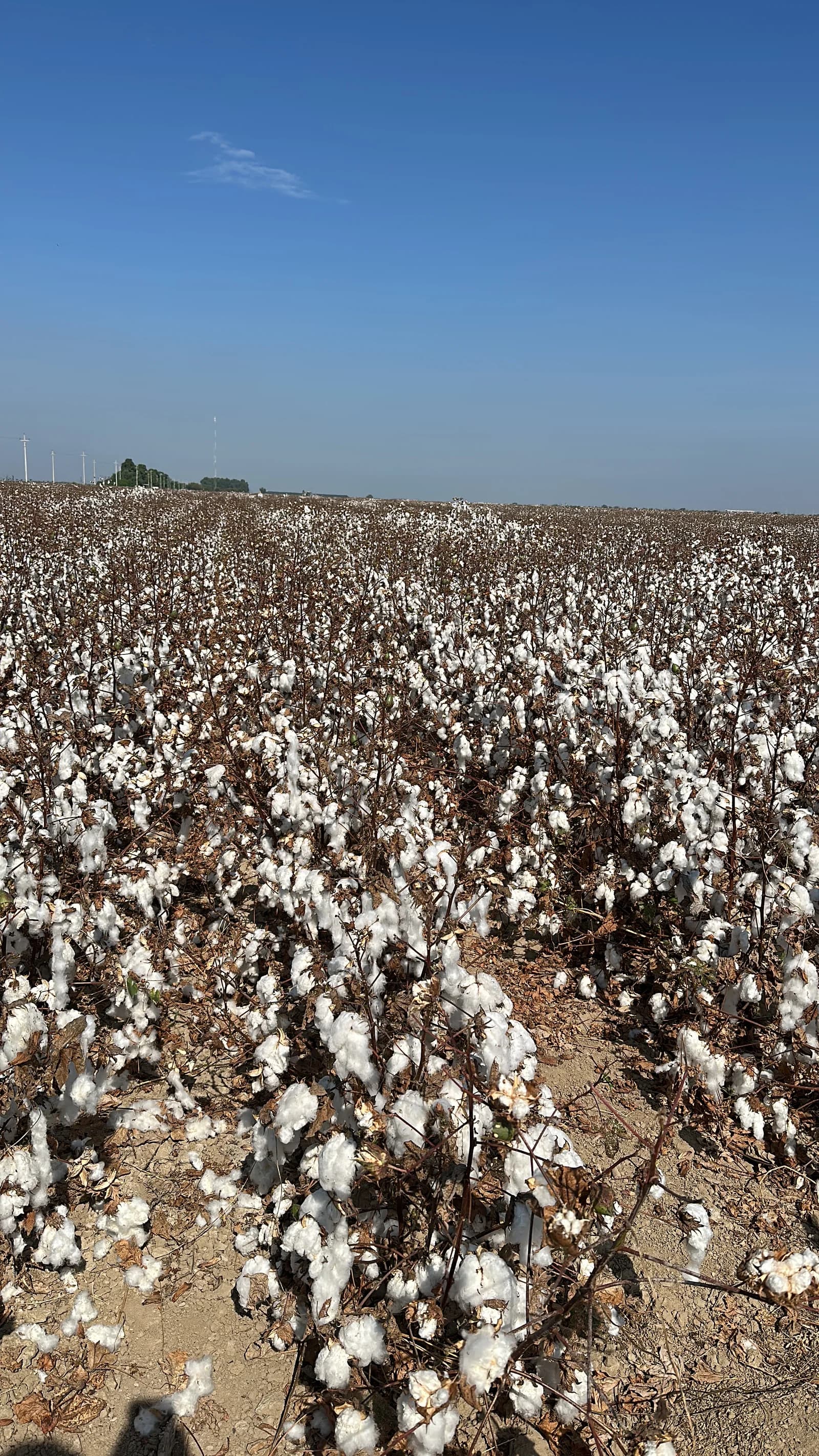 Cultivo de algodón Pima — Lambayeque, Perú — campo más grande del país