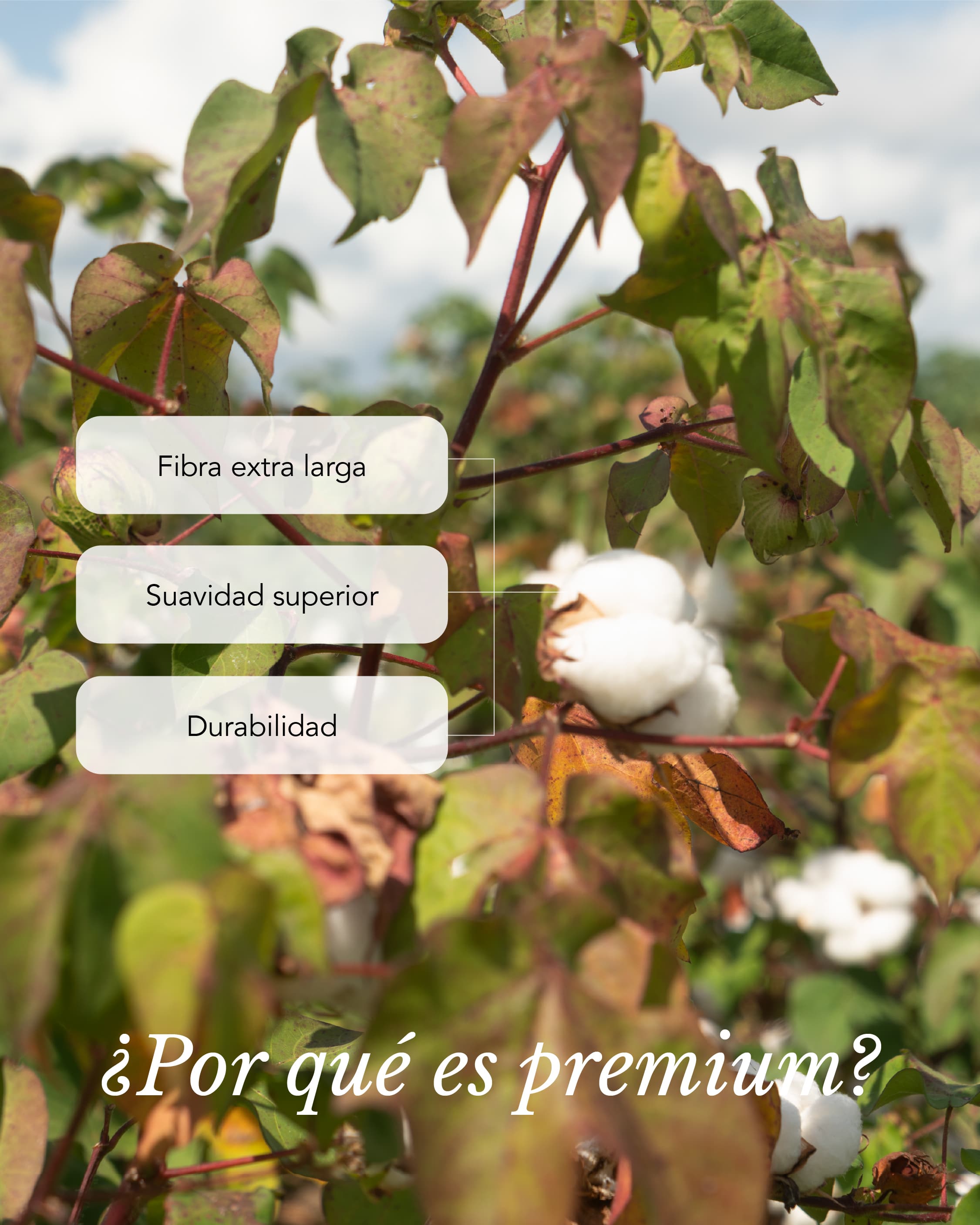 Peruvian cotton T-shirts: The world's top choice - Perú Info